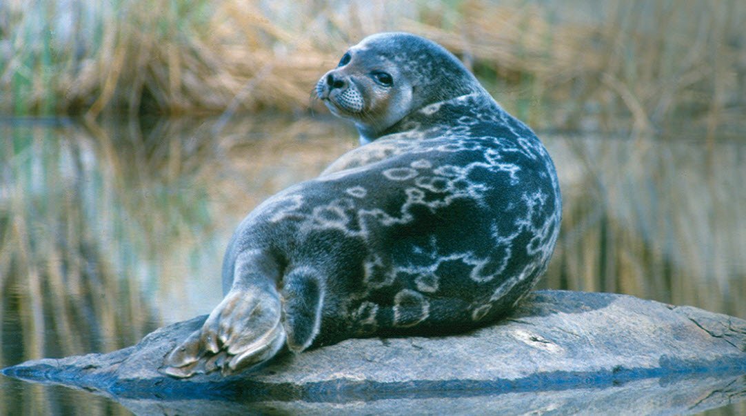 Lake Saimaa &amp; Saimaa Ringed Seals, Eastern Finland, Finland